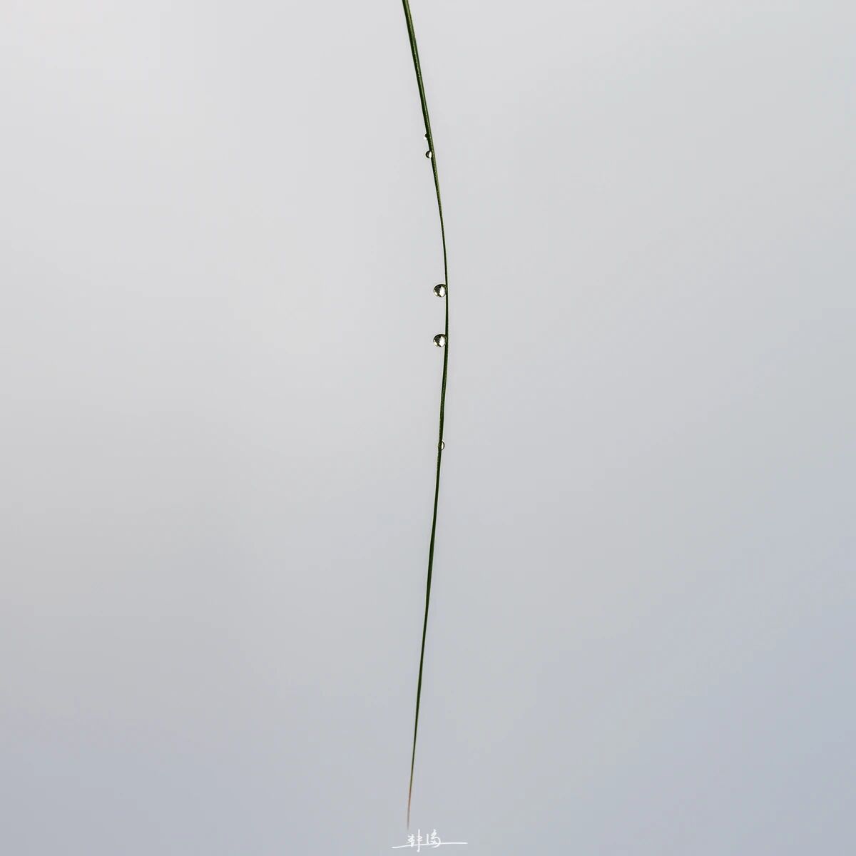 ZUP 白露 ｜白露凋花花不残，凉风吹叶叶初干。