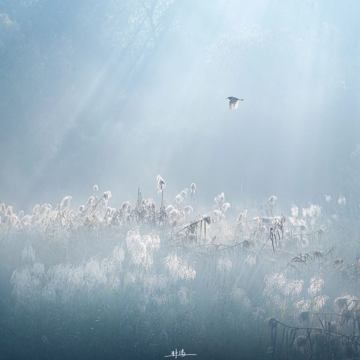 ZUP 小雪 ｜檐飞数片雪，瓶插一枝梅。