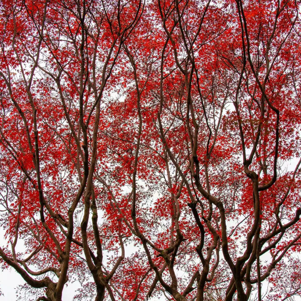 ZUP 大雪 ｜大雪江南见未曾，今年方始是严凝。