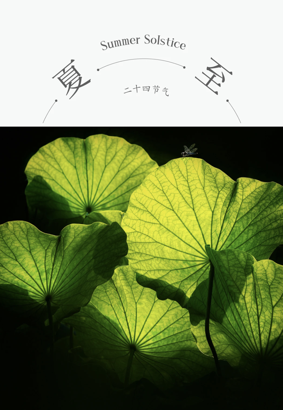 ZUP 节气 ｜夏至 ｜夏至昼长，蝉鸣荷香