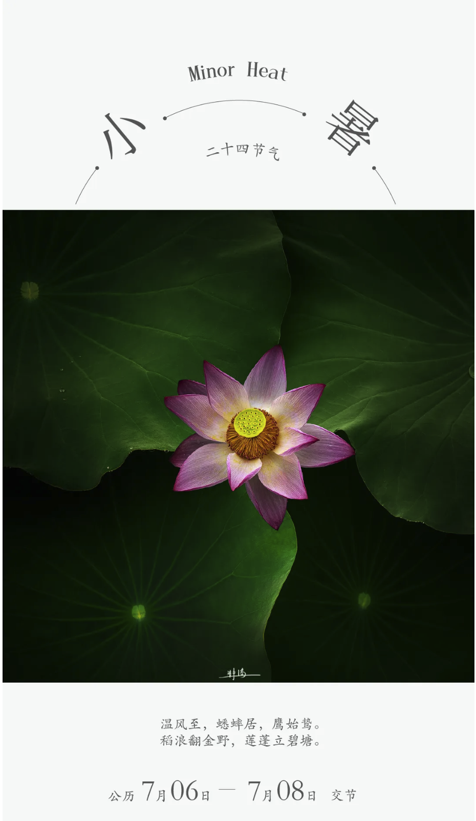 ZUP 节气 ｜ 小暑 ｜蝉鸣高树，荷立碧塘