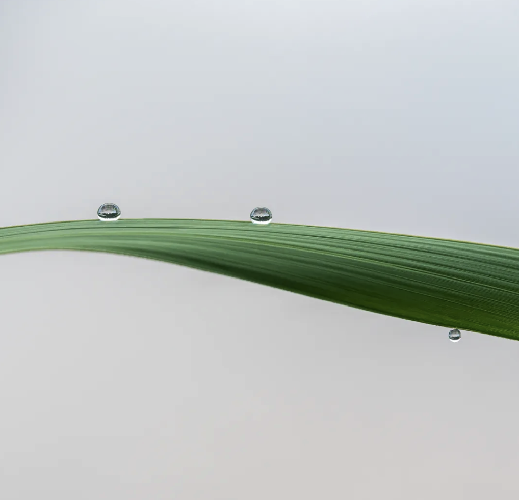 ZUP 节气 ｜白露 ｜露凝而白，秋意渐浓